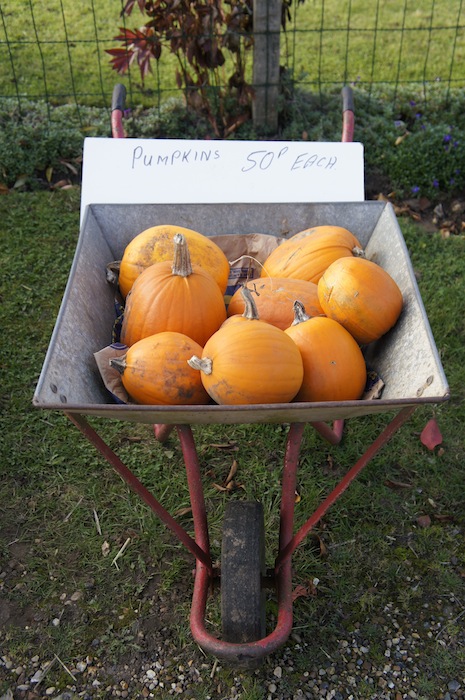 Pumpkins_in_wheelbarrow
